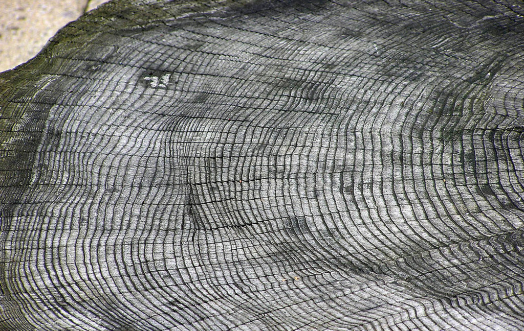 Do Tree Rings And Souls Look The Same?